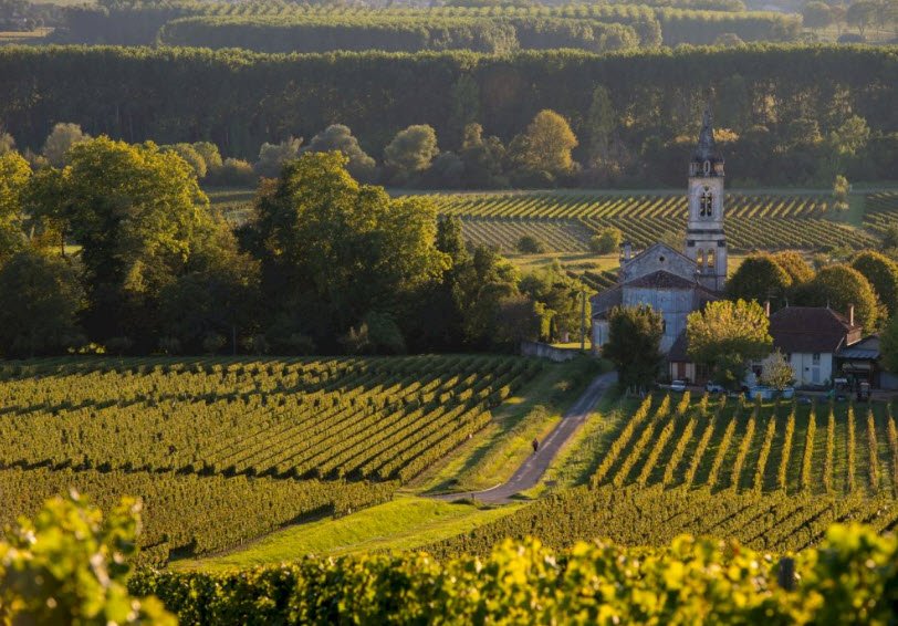 Vineyards of Bordeaux, Bordeaux, Nouvelle-Aquitaine, France